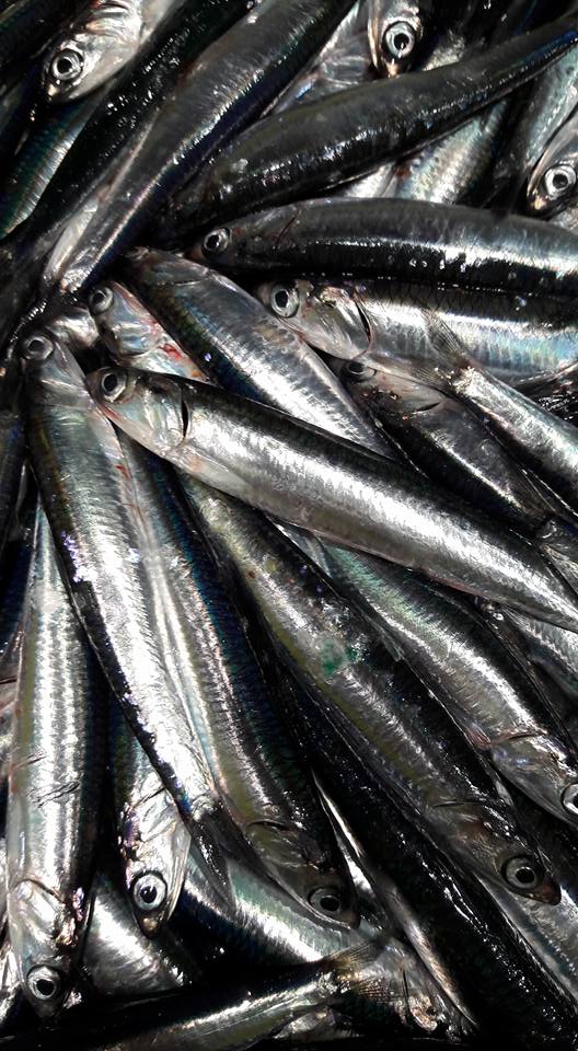 pescados sirena